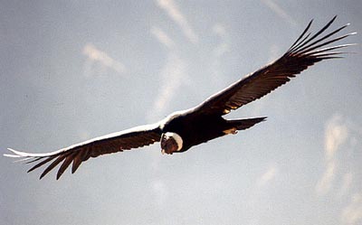 condor